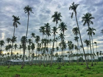 Palm trees on beach against sky