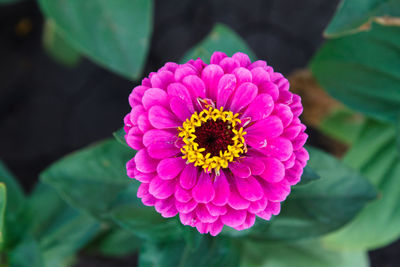 Close-up of pink flower