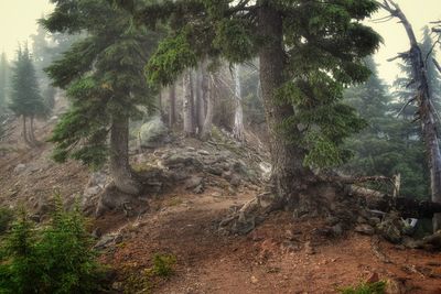 Trees growing in forest