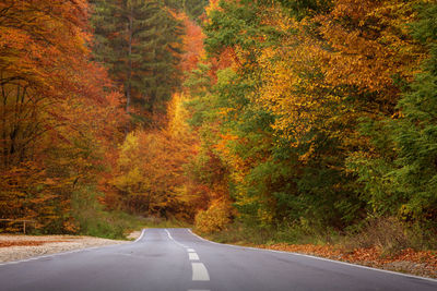 Road amidst trees in forest during autumn