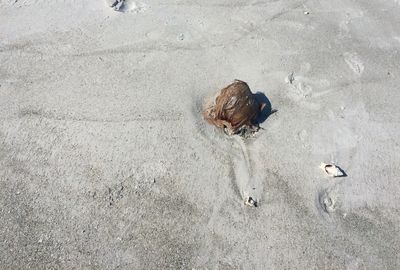 High angle view of a bird