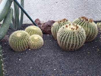 High angle view of succulent plant on field