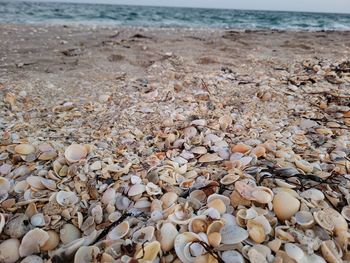 View of shells on beach