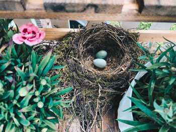 High angle view of bird in nest