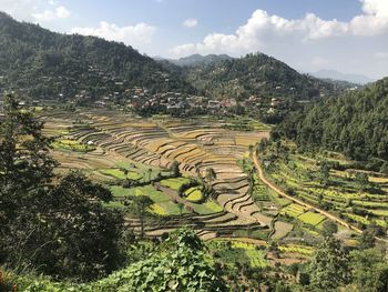 Scenic view of rice field against sky