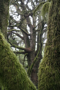 Low angle view of trees growing in forest