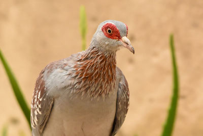 Close-up of a bird