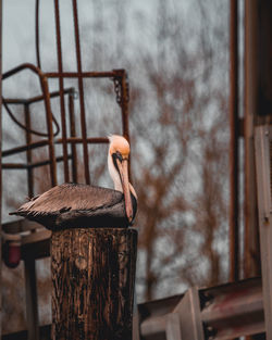 Pelican, pelicans, bird. wildlife, wild animal.