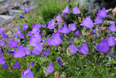 Close-up of purple flowers blooming on field