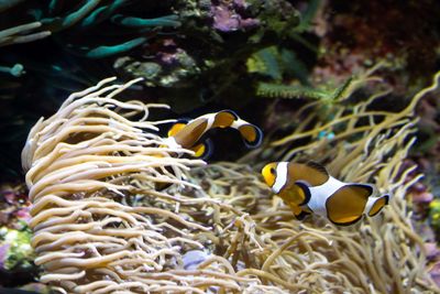 Fish swimming in sea