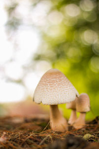 Close-up of mushroom growing on field