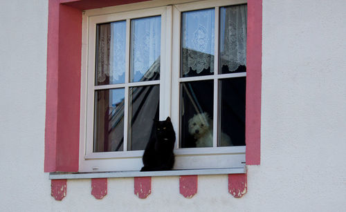 Cat looking through window