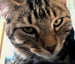 Close-up portrait of a cat