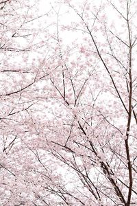 Bare trees against sky