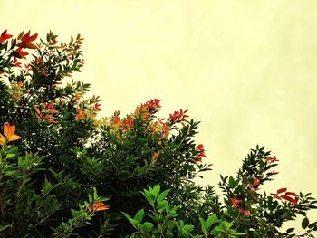 Low angle view of flowering plant against orange sky