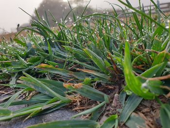 Close-up of wet grass growing on field