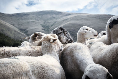 View of sheep on mountain