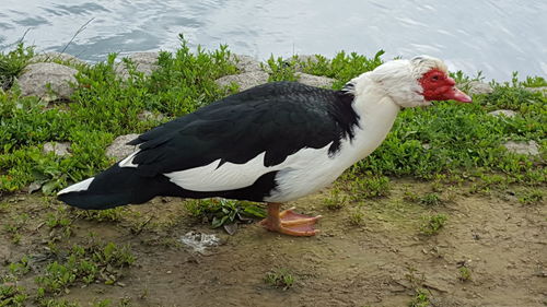 Close-up of duck in lake