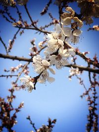 Close-up of apple blossoms in spring