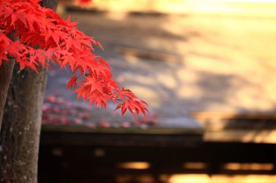 Close-up of maple tree during autumn