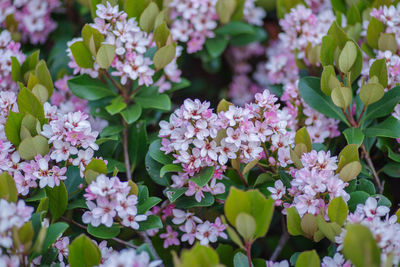 Close-up of pink flowering plants