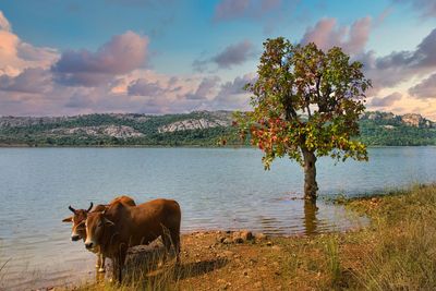 View of a tree by lake against sky