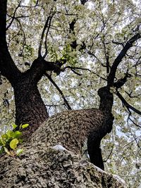 Low angle view of cat on tree