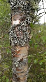 Close-up of insect on tree trunk against sky