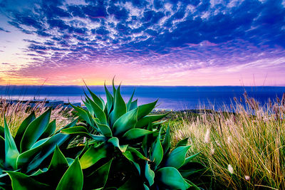 Plants growing on beach against sky during sunset