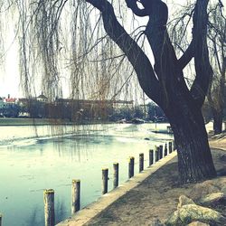 Scenic view of tree against sky