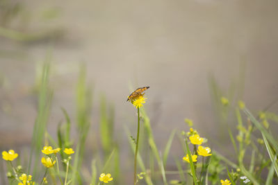 Close-up of butterfly pollinating on flower