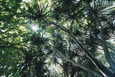 Low angle view of palm trees in forest