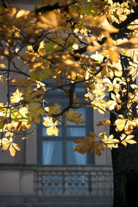 Low angle view of tree against built structure