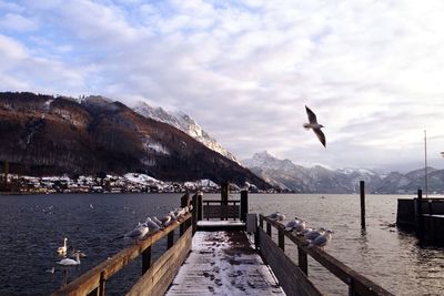 Seagull on pier over sea