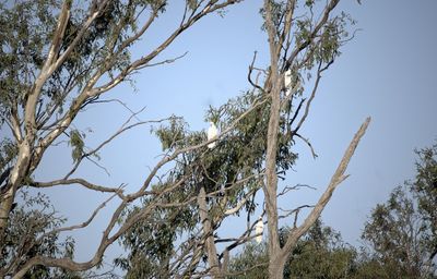 Low angle view of bird perching on tree against sky