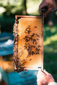 Beekeeper working in apiary, drawing out the honeycomb with bees and honey on it from a hive