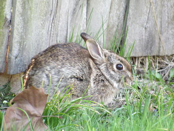 Close-up of rabbit on land