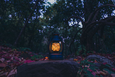 Illuminated trees in forest