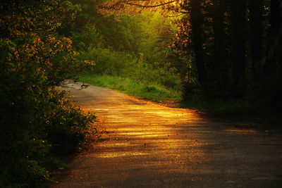 Empty road amidst trees in forest
