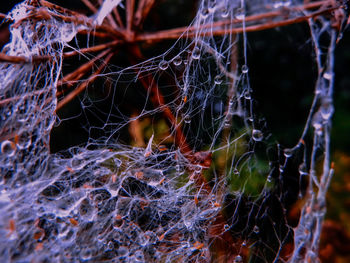 Close-up of spider web