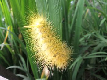 Close-up of dandelion on field