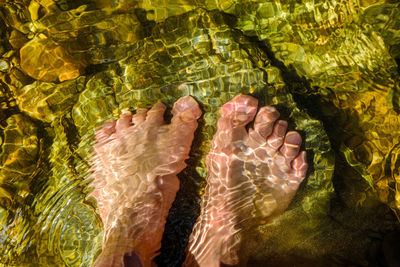 High angle view of leaves in water