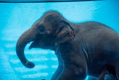 View of elephant swimming in sea