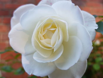 Close-up of white rose