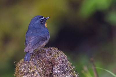 Close-up of bird perching on plant