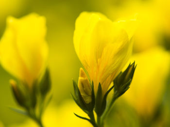 Close-up of yellow flowering plant