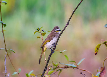 Close-up of bird perching on branch