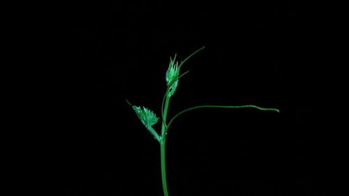 Close-up of plant against black background