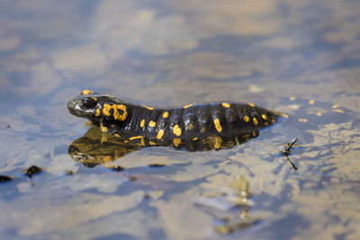 The fire salamander, salamandra salamandra depositing the eggs in a forest puddle