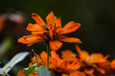 Close-up of orange flowering plant